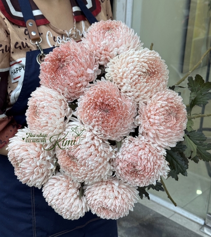 Cúc Mẫu Đơn Malaysia - Nâu Nhạt (Peony Chrysanthemum)