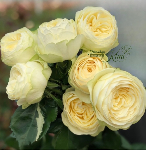 Hoa Hồng Pure Blonde -  Rose