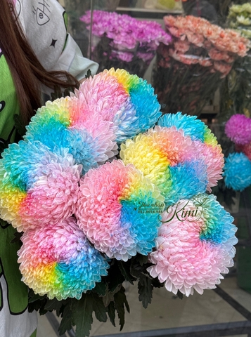 Cúc Mẫu Đơn Malaysia - Cầu Vồng 7 Màu nhạt (Peony Chrysanthemum)