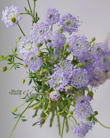 Thuý Châu Tím Côn Minh