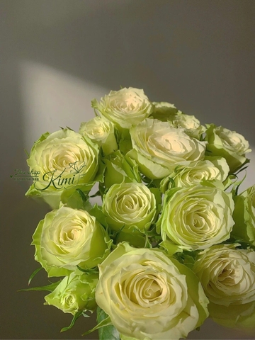 Hoa Hồng Xanh Lưu Ly - Rose