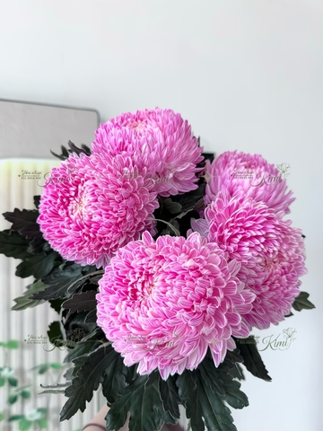 Cúc Mẫu Đơn Malaysia - Hồng Sen (Peony Chrysanthemum)