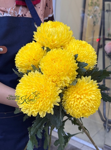 Cúc Mẫu Đơn Malaysia - Vàng (Peony Chrysanthemum)