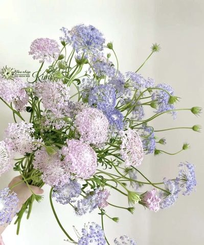 Thuý Châu Hồng - Côn Minh