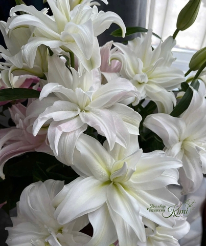 Hoa Ly kép tanya trắng