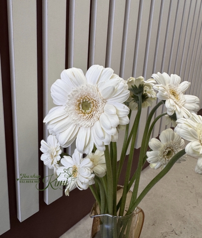 Hoa Đồng Tiền Nhí Trắng - White Gerbera