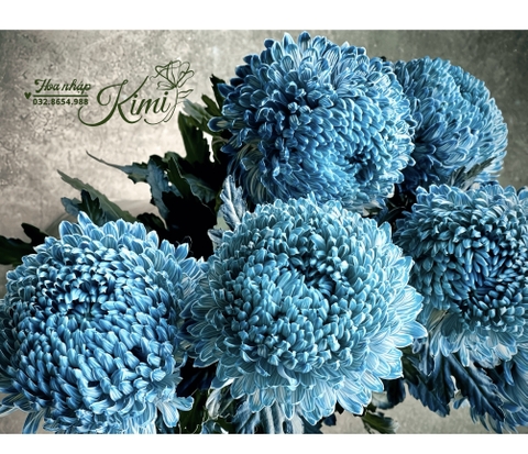 Cúc Mẫu Đơn Malaysia - Xanh Dương Tối (Peony Chrysanthemum)