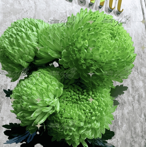 Cúc Mẫu Đơn Malaysia - Xanh Lá (Peony Chrysanthemum)