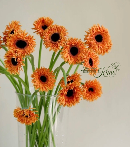 Hoa Đồng Tiền Tua Cam - Hoa Đồng Tiền Kim