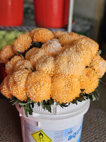 Cúc Mẫu Đơn Malaysia - Cam (Peony Chrysanthemum)