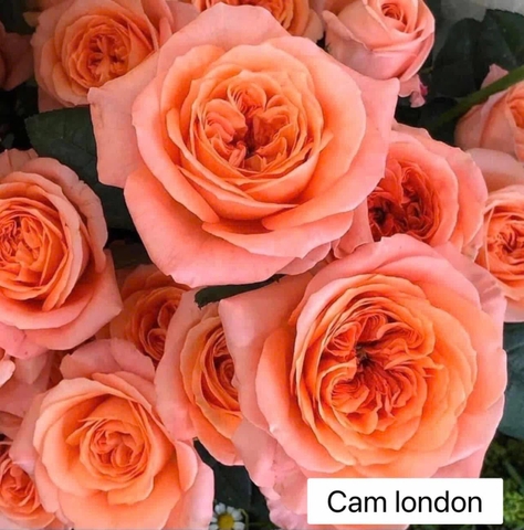 Hoa Hồng Cam London - Yves London Rose
