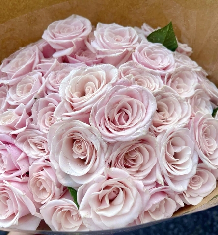 Hoa Hồng Kem Dâu - Strawberry Cream Rose