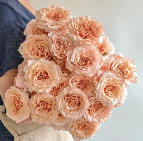 Hoa Hồng Shimmer - Rose