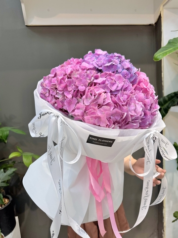 Hydrangea Bling   HTP0367