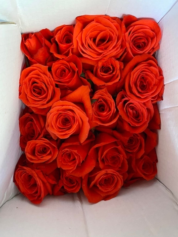 Hoa Hồng Đỏ Ớt - Red Chilli Rose