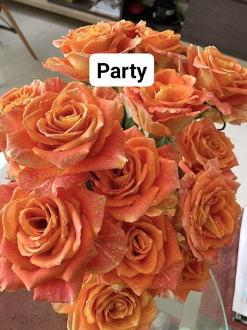 Hoa Hồng Cam Party - Orange Rose