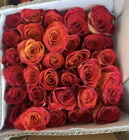 Hoa Hồng Cam Lửa - Fire Orange Rose