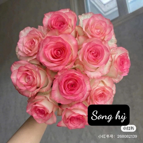 Hoa Hồng Song Hỷ - Double Delight Rose