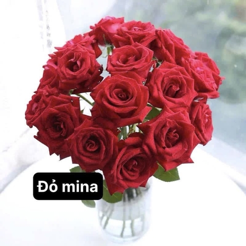 Hoa Hồng Đỏ Mina - Red Mina Rose