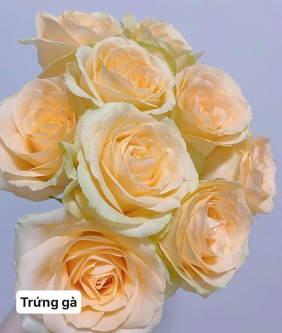 Hoa Hồng Kem Trứng - (Trứng Gà) Rose