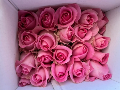 Hoa Hồng Sen cồ -  Rose