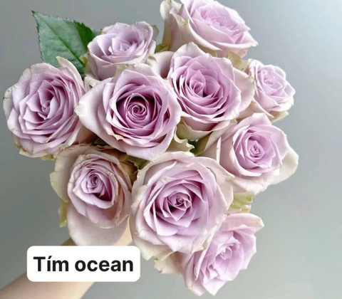 Hoa Hồng Tím ocean - Purple Rose