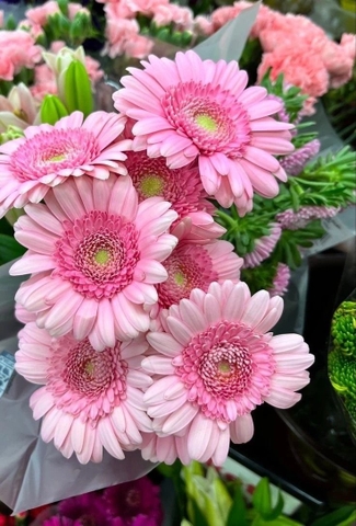 Hoa Đồng Tiền Nhí Hồng - Pink Gerbera