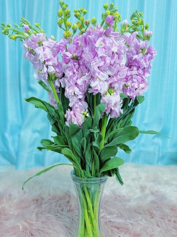 Phi Yến Tím Nhạt - Phalaenopsis