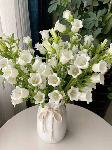 Hoa Chuông Trắng Côn Minh - Tử Linh Lan - Campanula