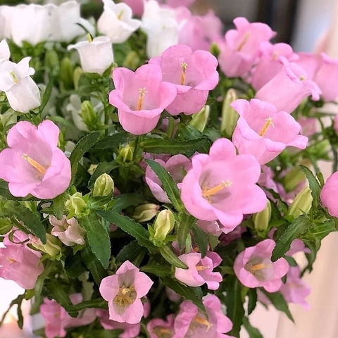 Hoa Chuông Hồng Côn Minh - Tử Linh Lan - Campanula