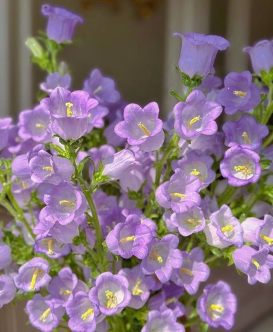 Hoa Chuông Tím Côn Minh - Tử Linh Lan - Campanula