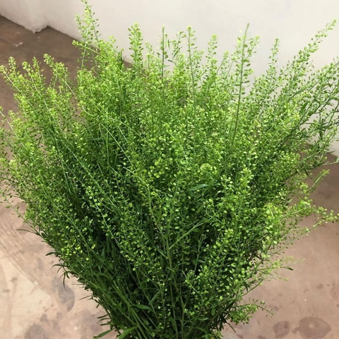 Cỏ Đồng Tiền - Green Bell Money Grass