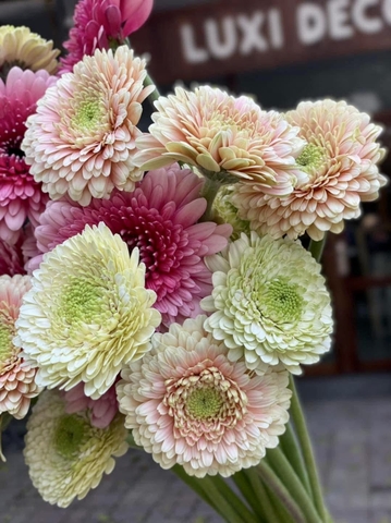 Hoa Đồng Tiền Cánh Kép Mix Màu