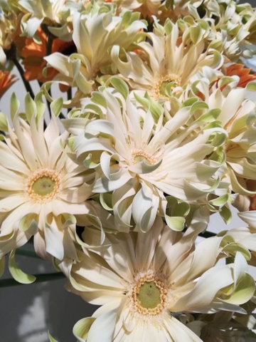 Hoa Đồng Tiền Cánh Xoăn Trắng Kem -  Pasta Gerbera daisies
