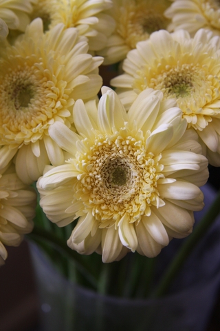 Hoa Đồng Tiền Nhí Vàng Kem - light Yellow Mini Gerbera