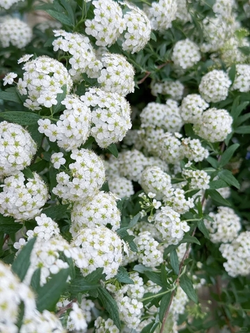 Hoa Tiểu Tú Cầu