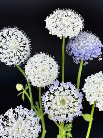 Thuý Châu Trắng Côn Minh