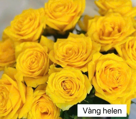 Hoa Hồng Vàng Helen - Helen Yellow Rose