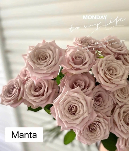 Hoa Hồng Manta