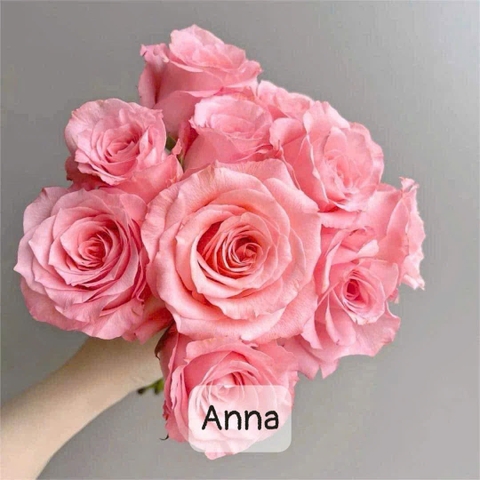 Hoa Hồng Anna Rose