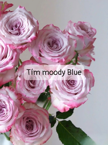 Hoa Hồng Tím Moody Blue