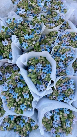 Hoa Sao Xanh Côn Minh - Hoa Lam Tinh