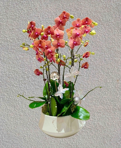 Chậu Lan Hồ Điệp 5 Cành  HTP0095