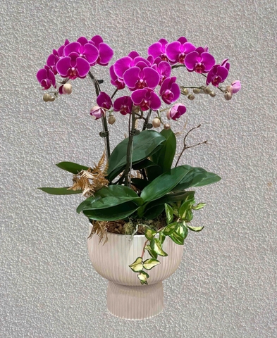 Chậu Lan Hồ Điệp 3 Cành  HTP0094