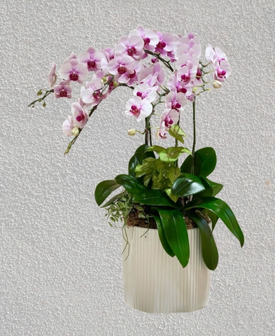 Chậu Lan Hồ Điệp 5 cành   HTP0097