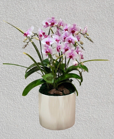 Chậu Lan Hồ Điệp 6 Cành   HTP0100