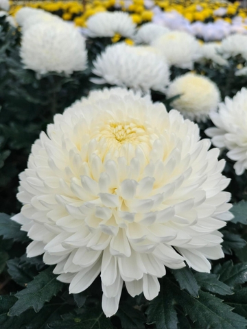 Cúc Mẫu Đơn Malaysia - Trắng (Peony Chrysanthemum)