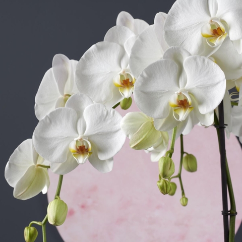 Lan Hồ Điệp - Trắng (Phalaenopsis Orchids)