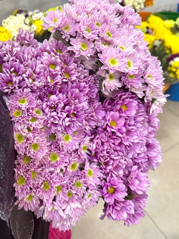 Hoa Cúc Farm Chùm Malaysia - TÍM (POMPOM)