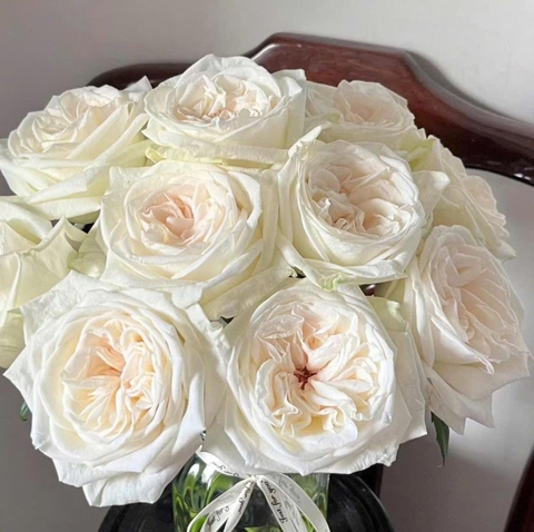 Hoa Hồng Ohara Trắng - White Ohara Rose